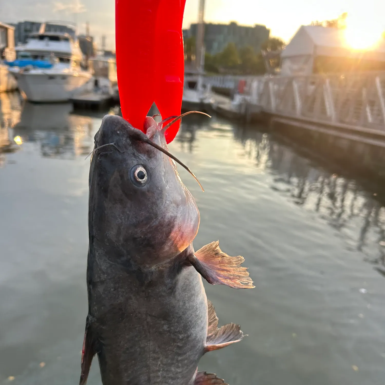 catch