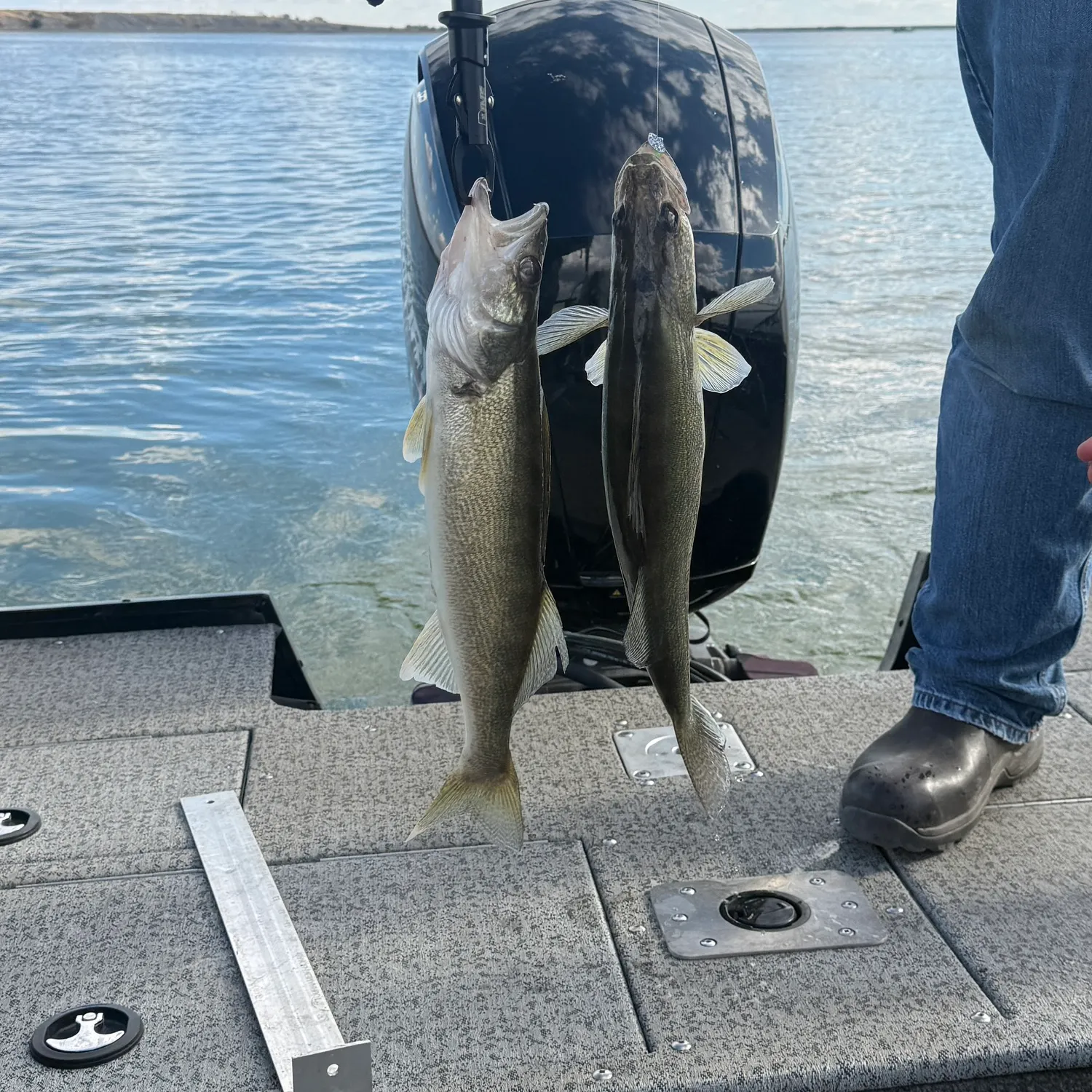 Walleye caught on Fishbrain