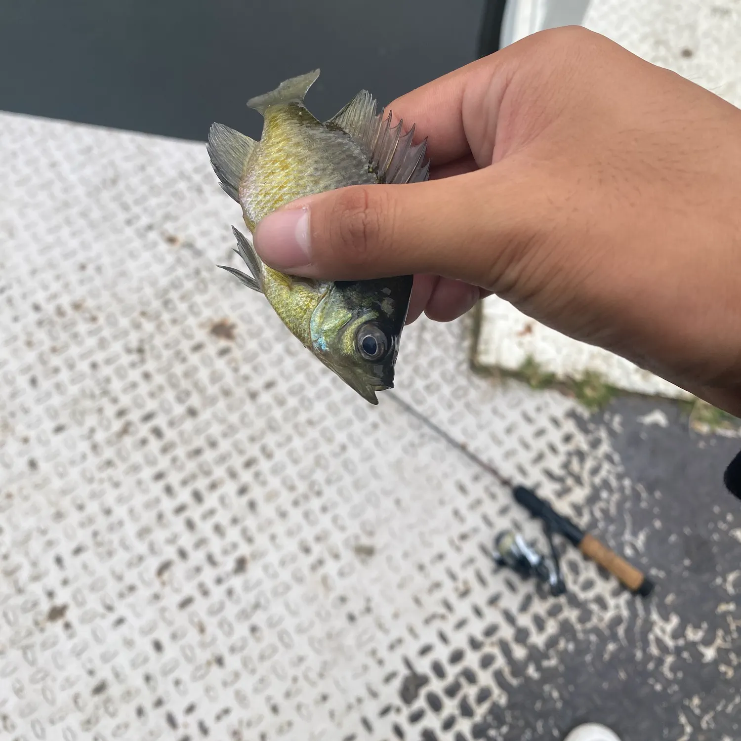 Bluegill caught on Fishbrain