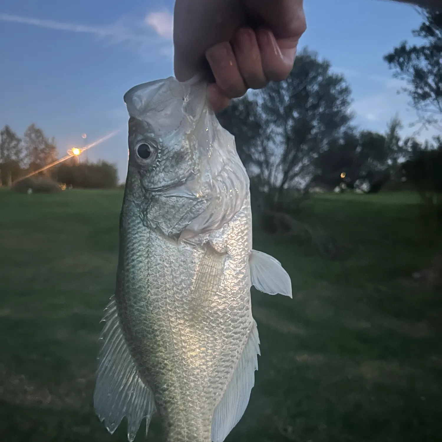 White crappie caught on Fishbrain