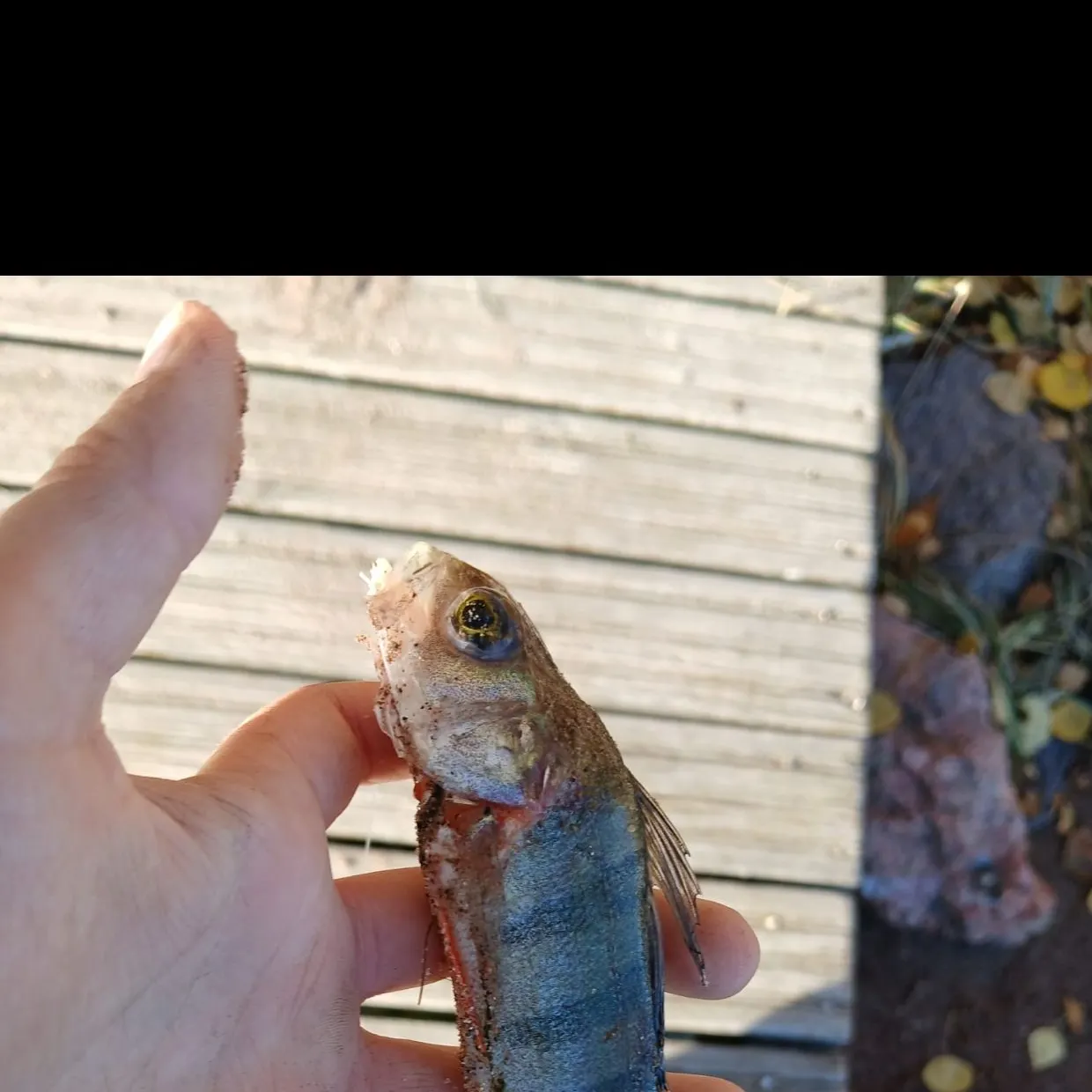 European perch caught on Fishbrain