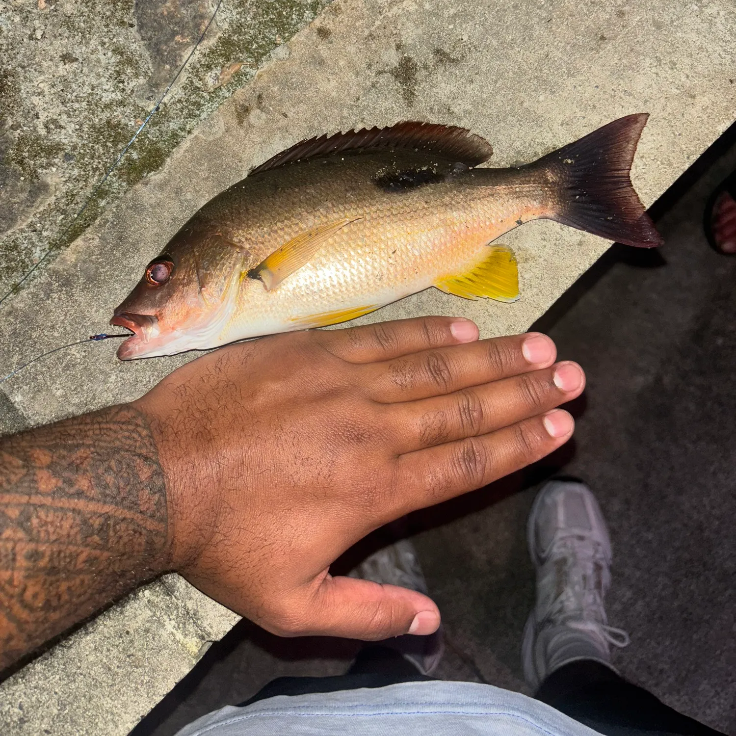 The most recent Moses perch catches on Fishbrain