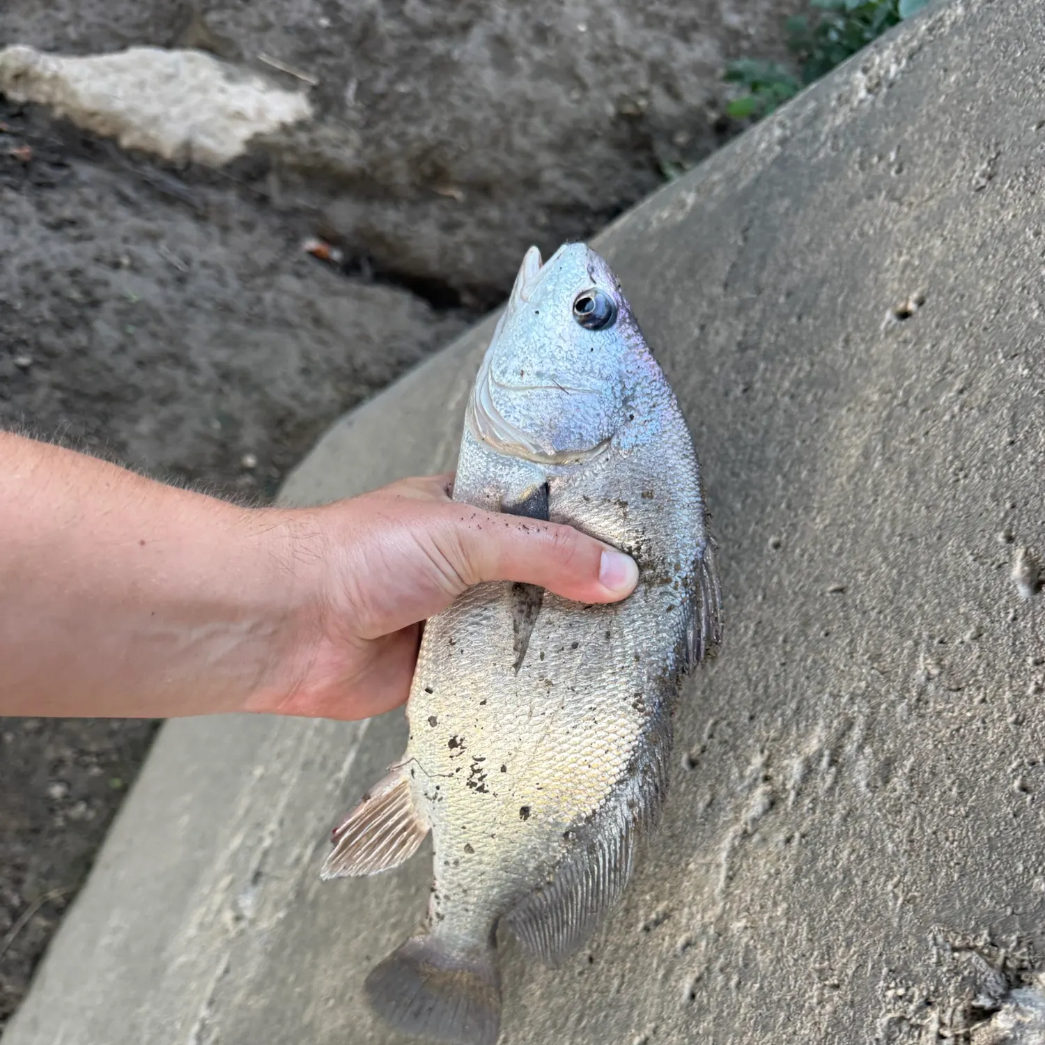 Freshwater drum caught on Fishbrain