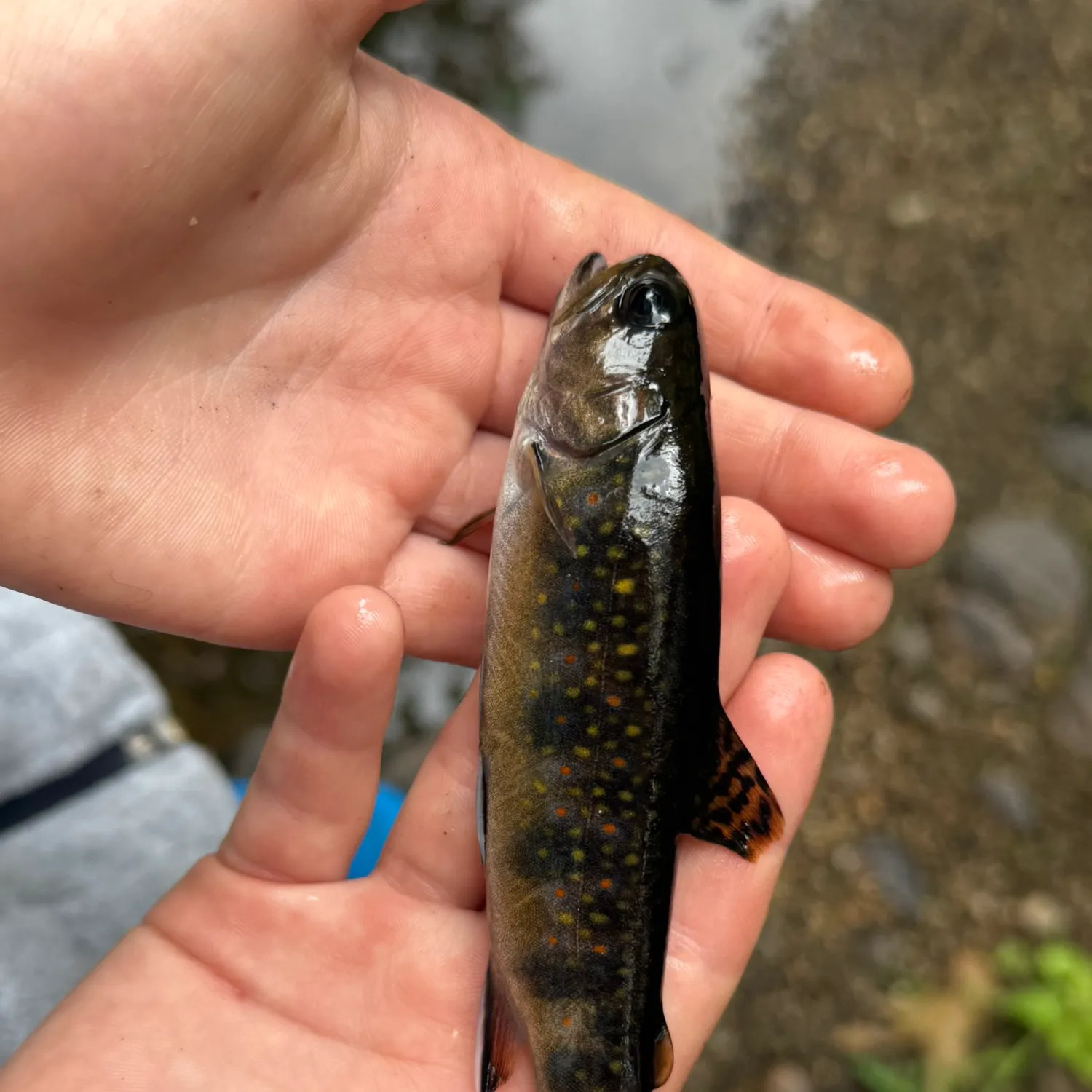 Brook trout caught on Fishbrain
