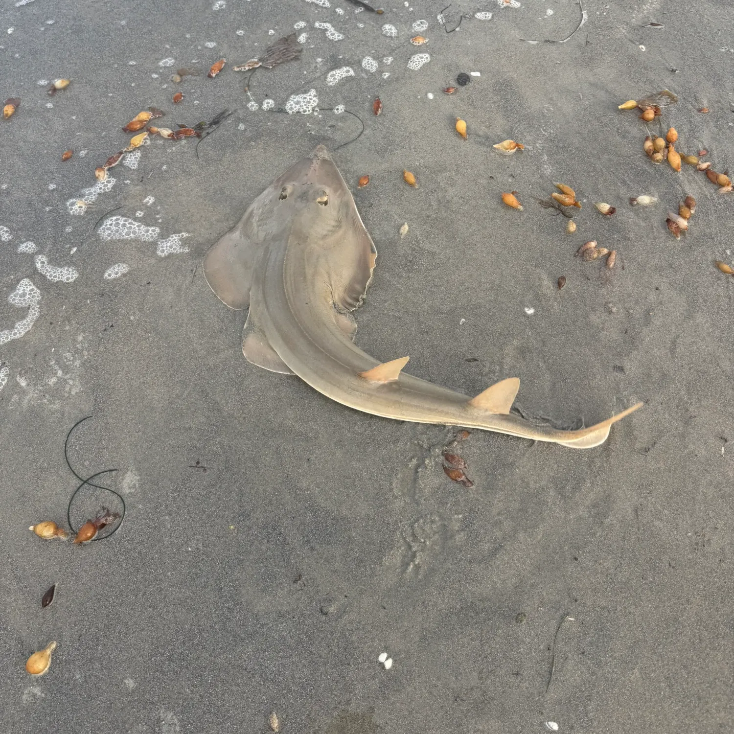 The most recent Pacific shovelnose guitarfish catches on Fishbrain