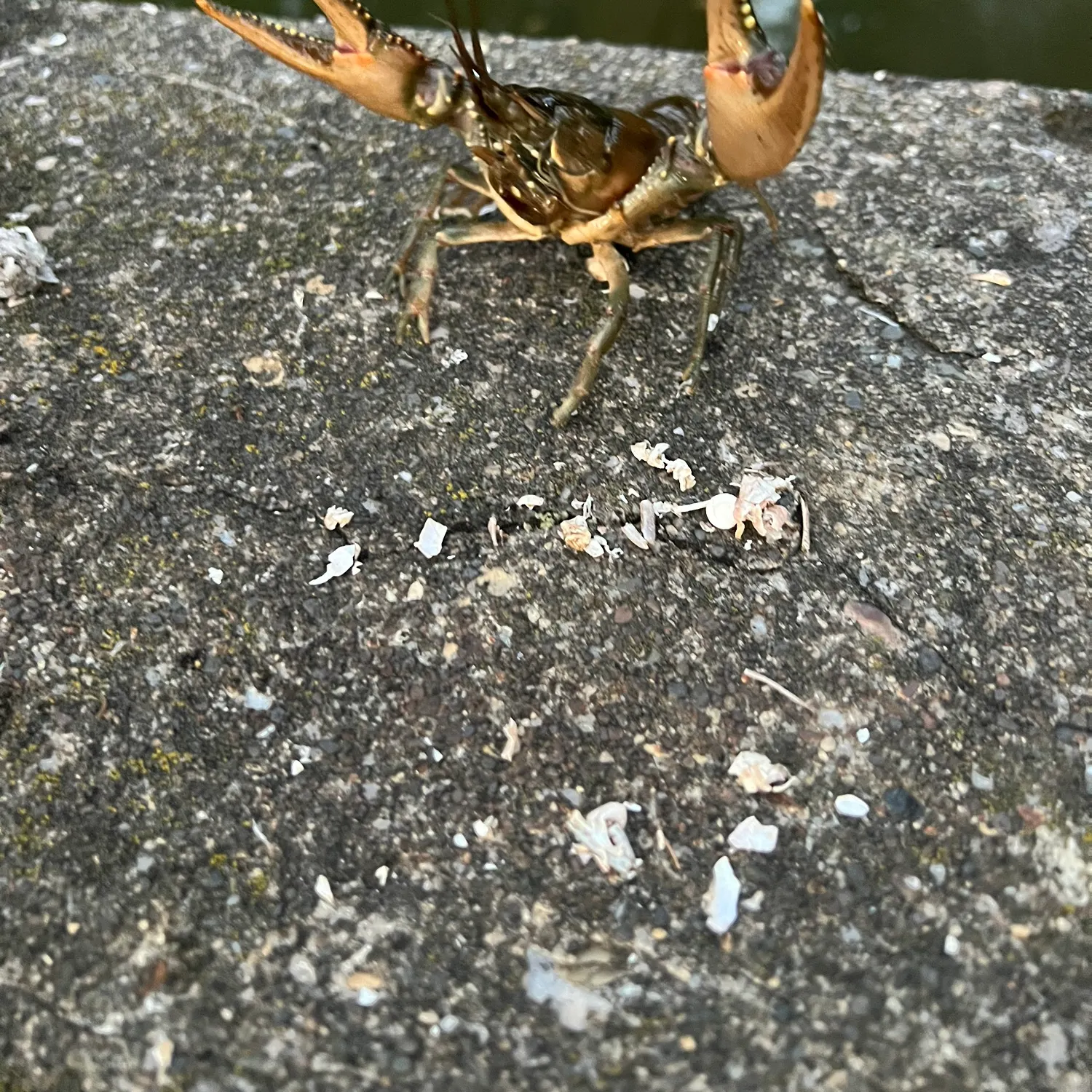 The most recent Great white shark catches on Fishbrain