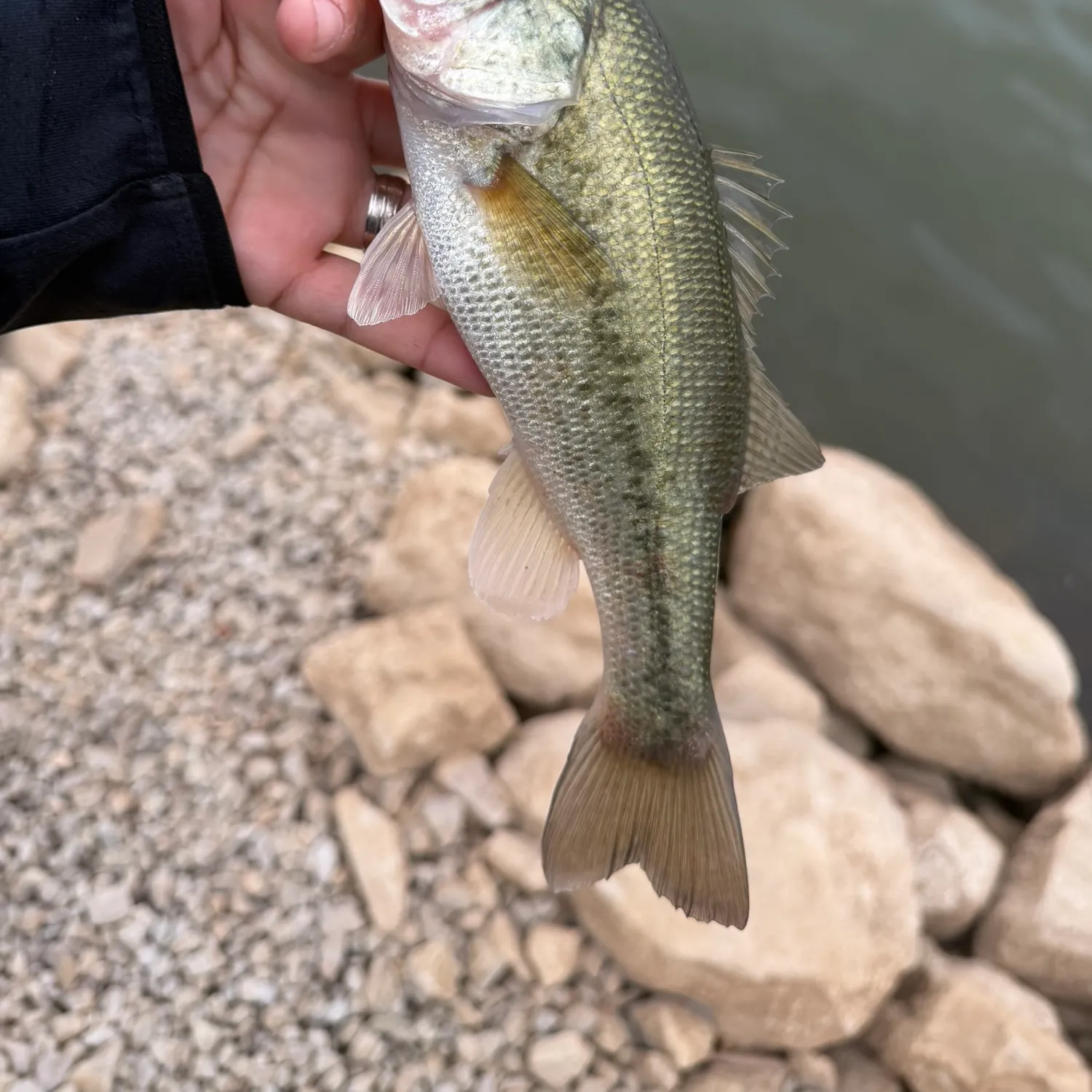 Largemouth bass caught on Fishbrain