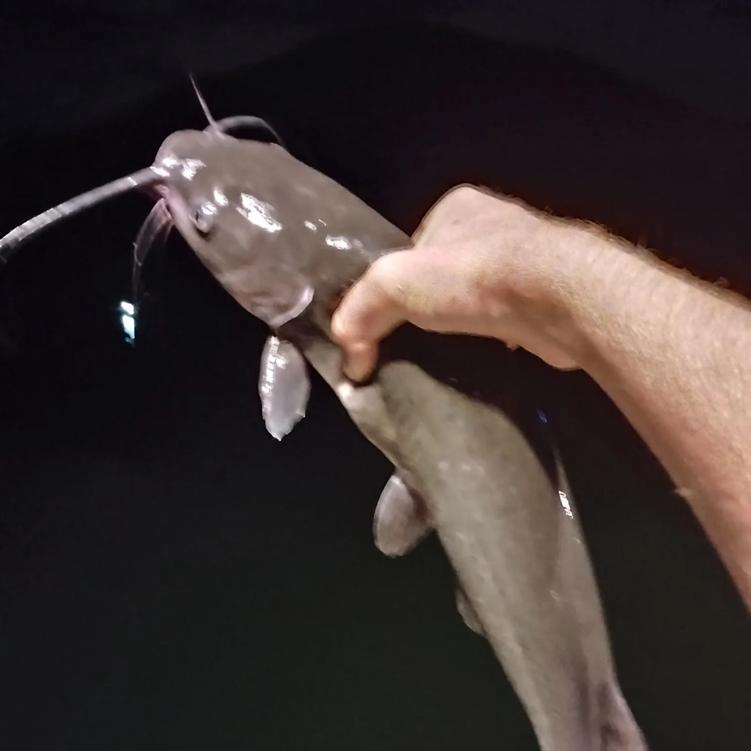 Channel catfish caught on Fishbrain