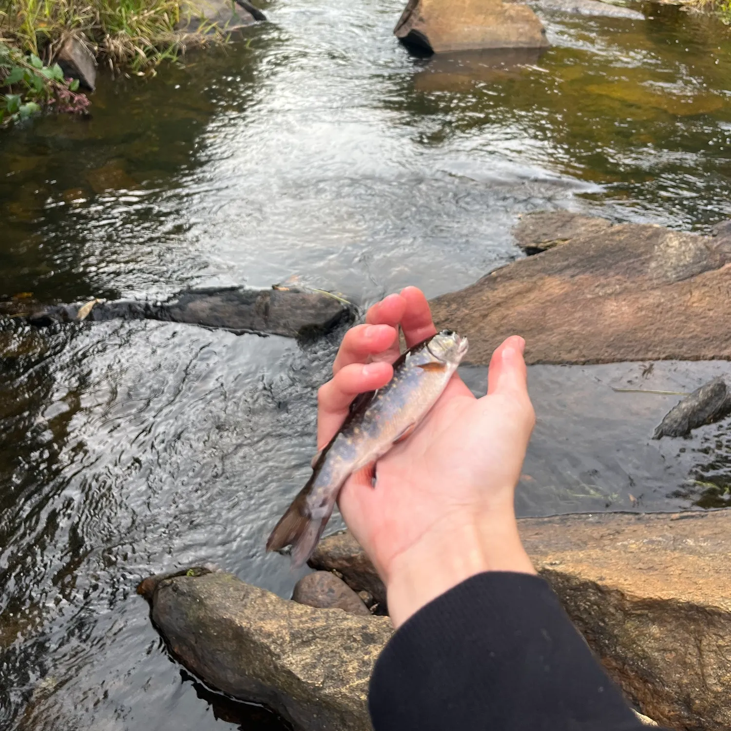 Brook trout caught on Fishbrain