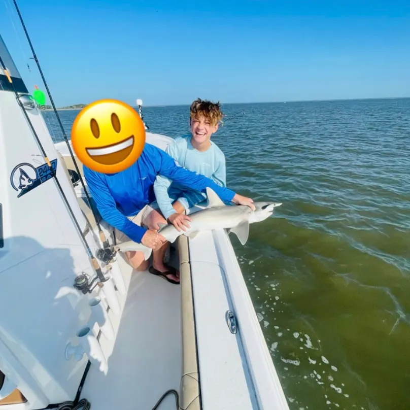The most recent Bonnethead shark catches on Fishbrain