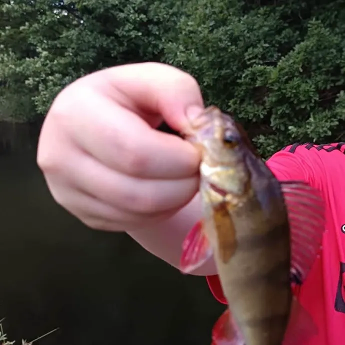 European perch caught on Fishbrain