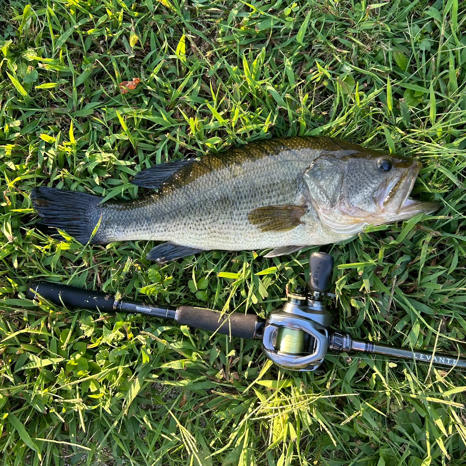 Largemouth bass caught on Fishbrain