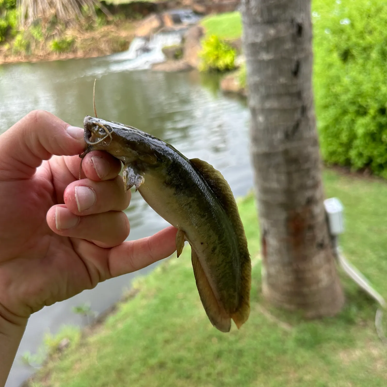 Walking catfish caught on Fishbrain