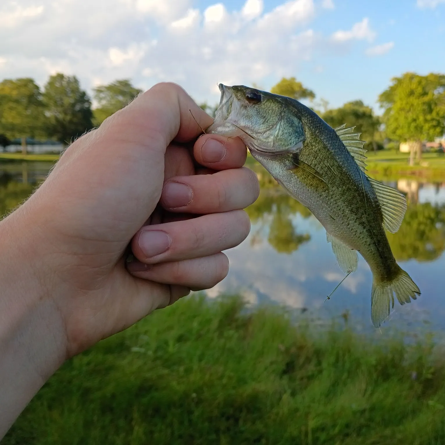 Largemouth bass caught on Fishbrain