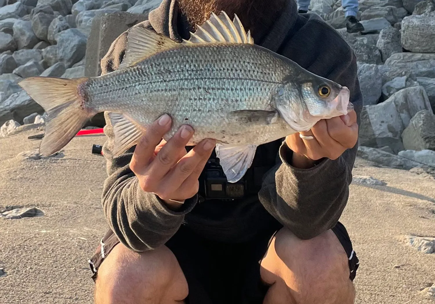 White bass