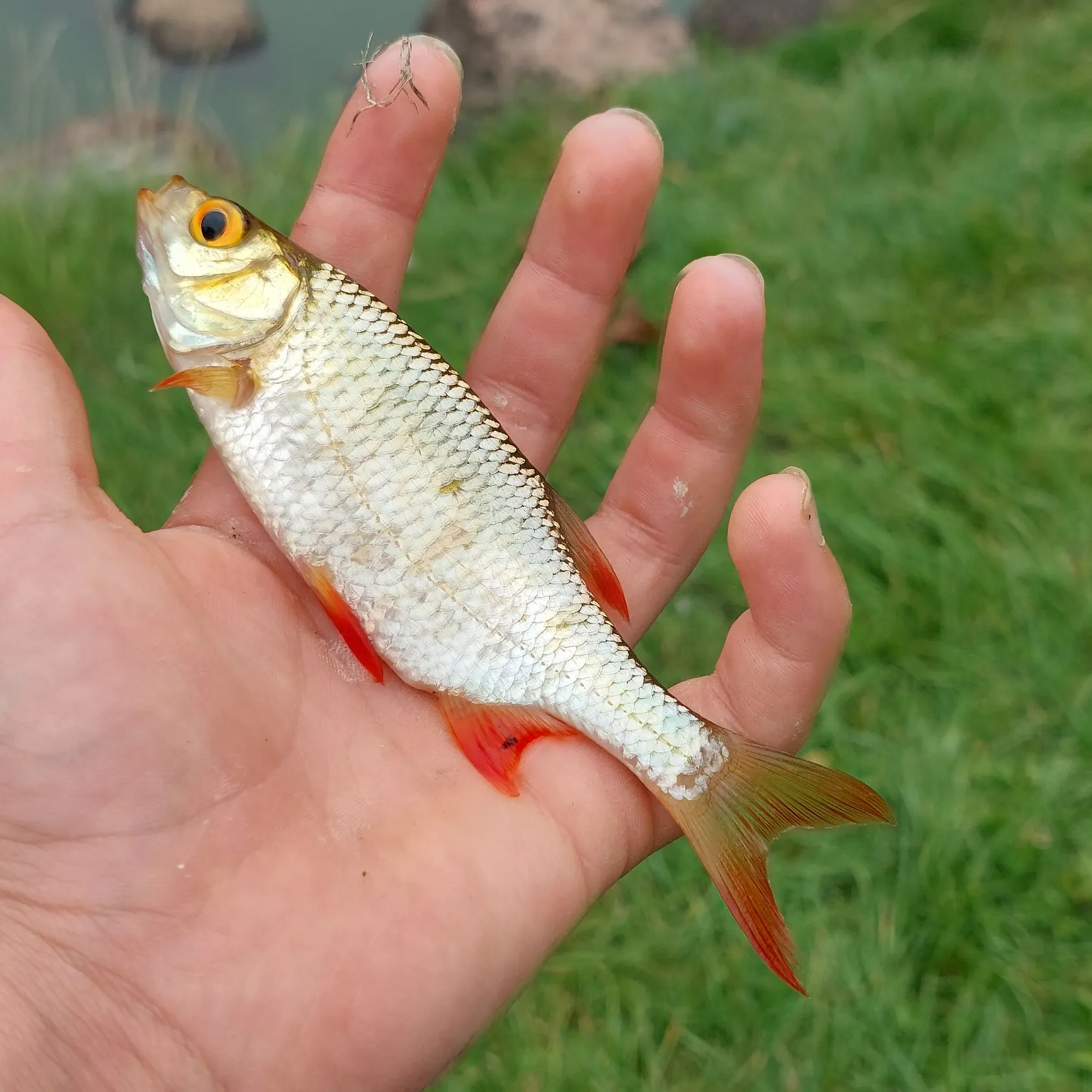 Common rudd caught on Fishbrain