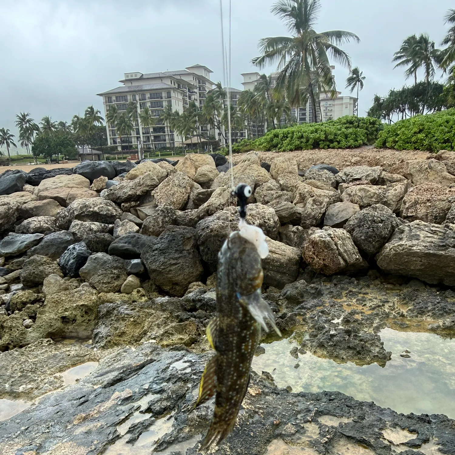 The most recent Whitespotted frillgoby catches on Fishbrain