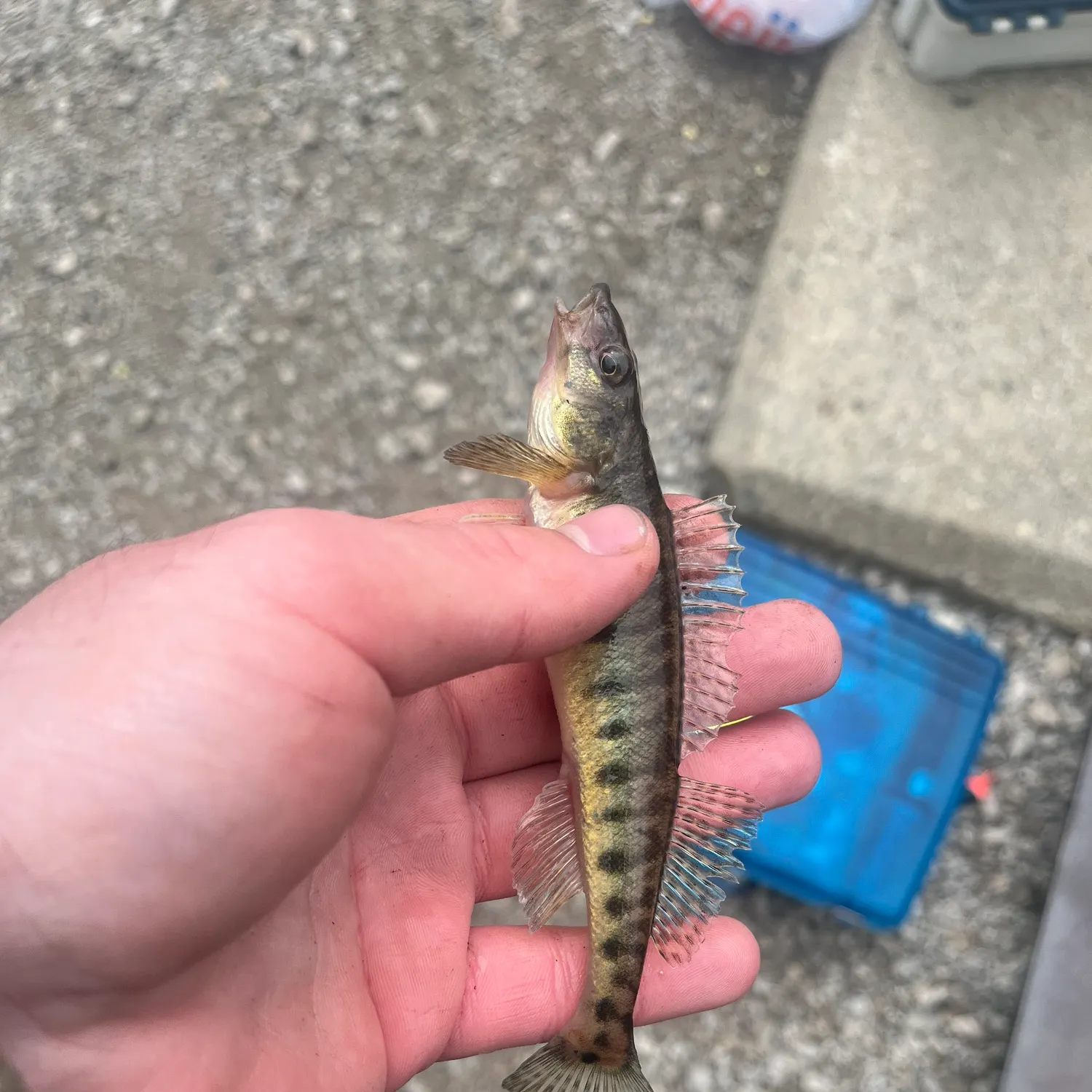 The most recent Common logperch catches on Fishbrain