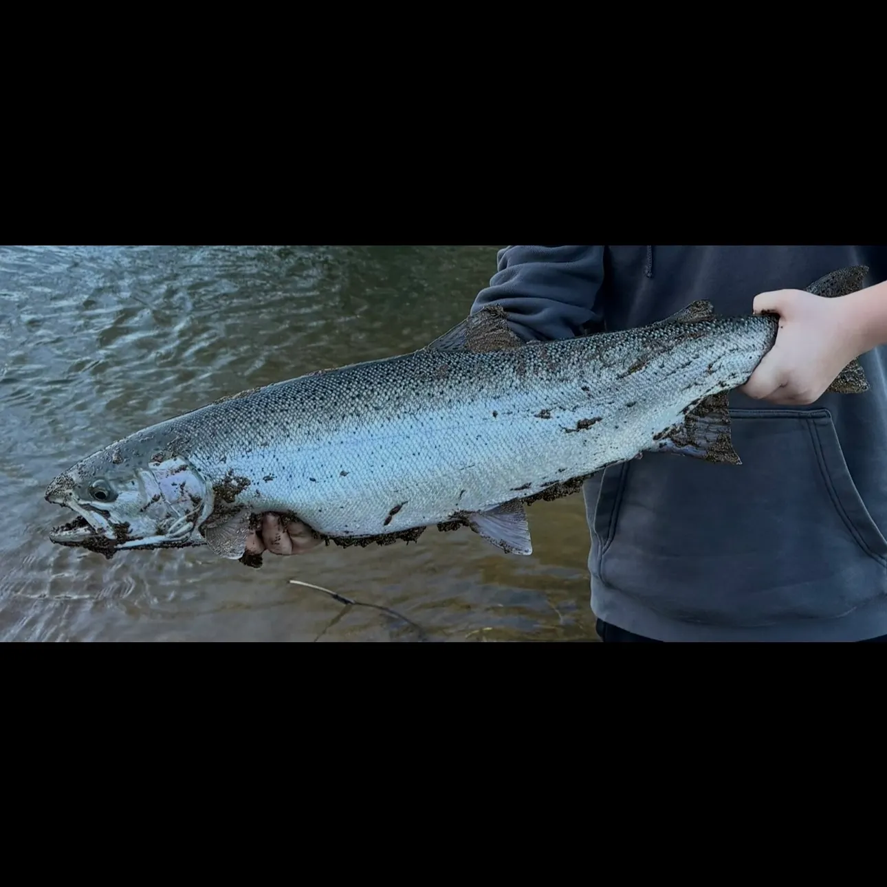 The most recent Steelhead catches on Fishbrain