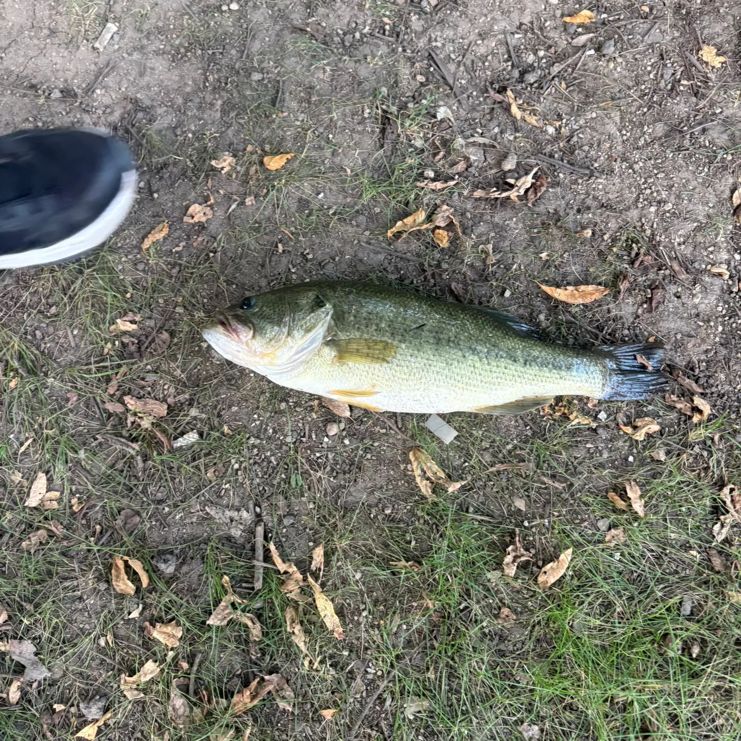 Fish caught on Fishbrain