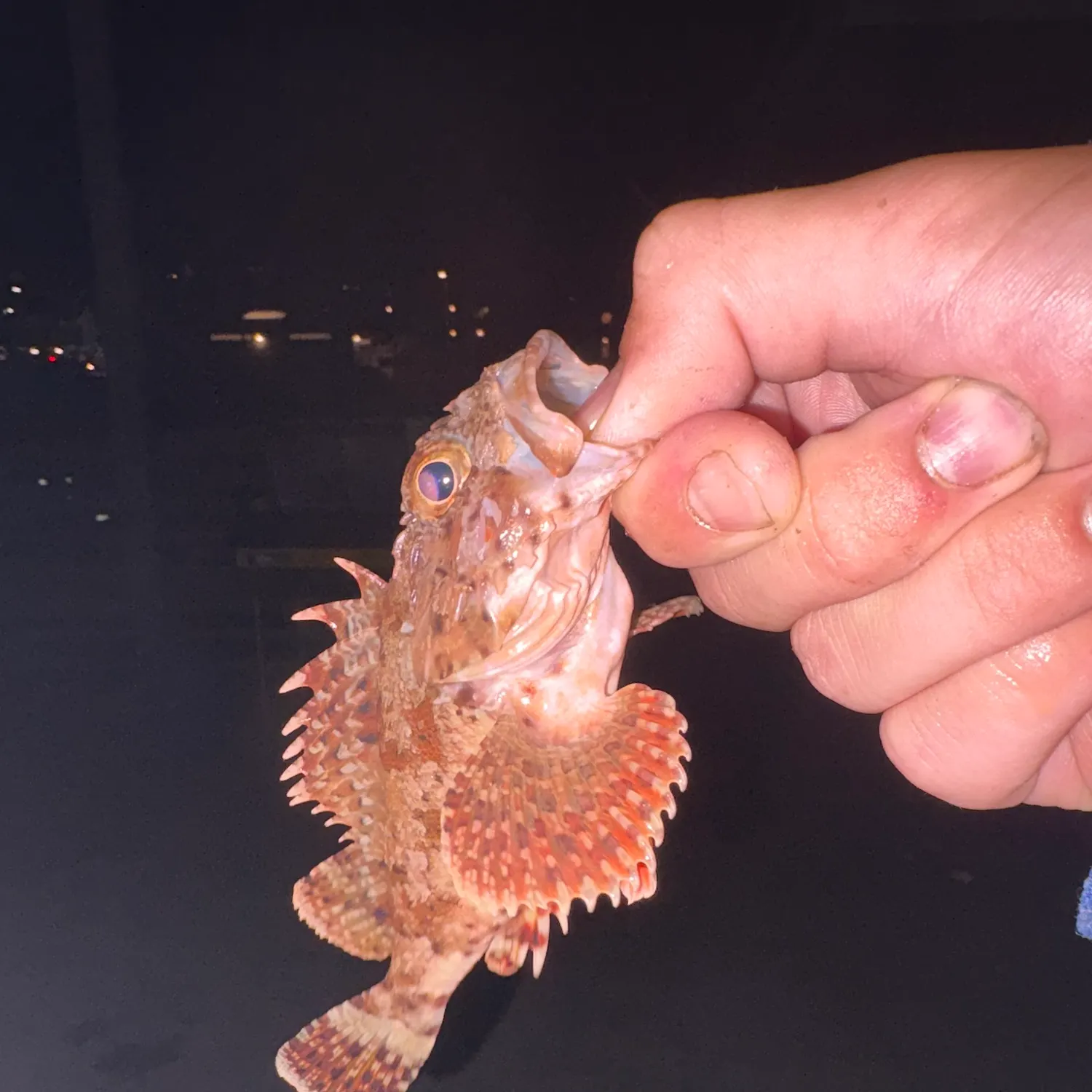 The most recent California scorpionfish catches on Fishbrain