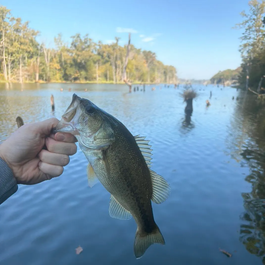Largemouth bass caught on Fishbrain
