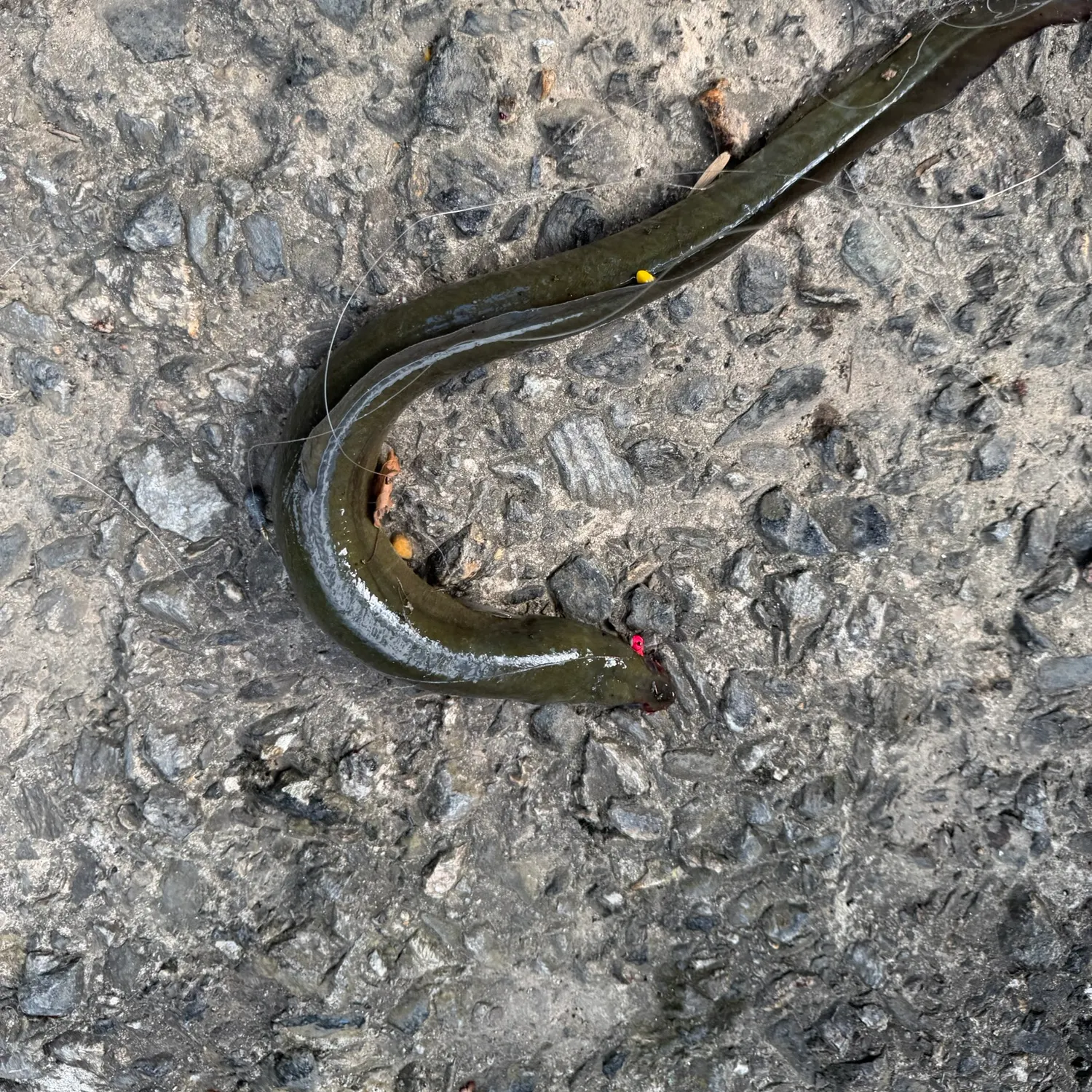 American eel caught on Fishbrain