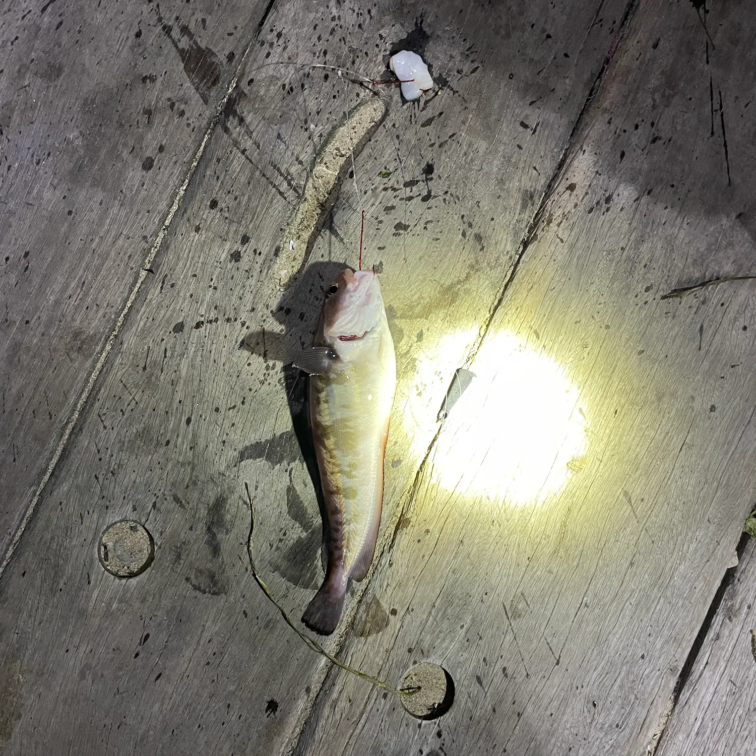 Red codling caught on Fishbrain
