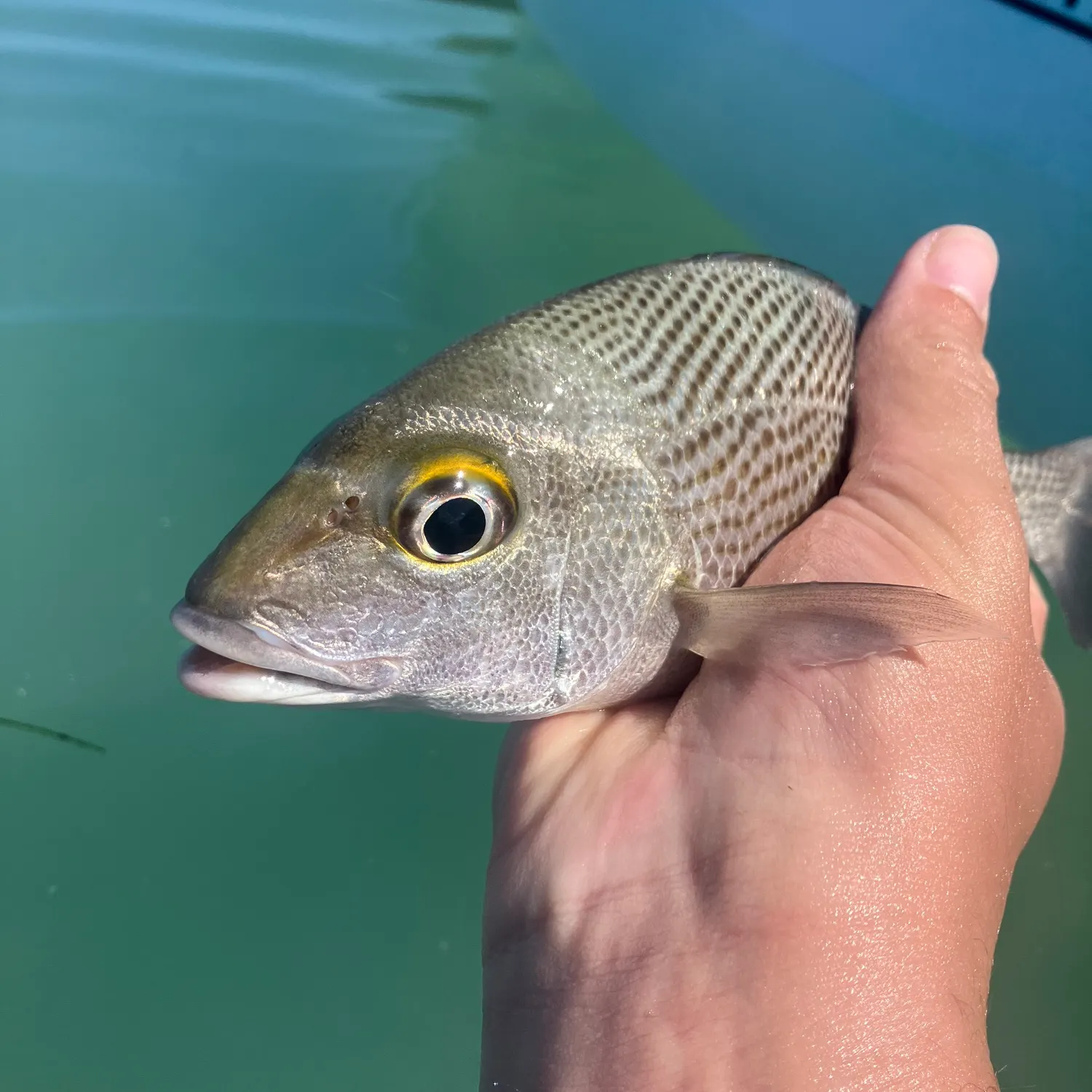 The most recent Sailor's choice grunt catches on Fishbrain