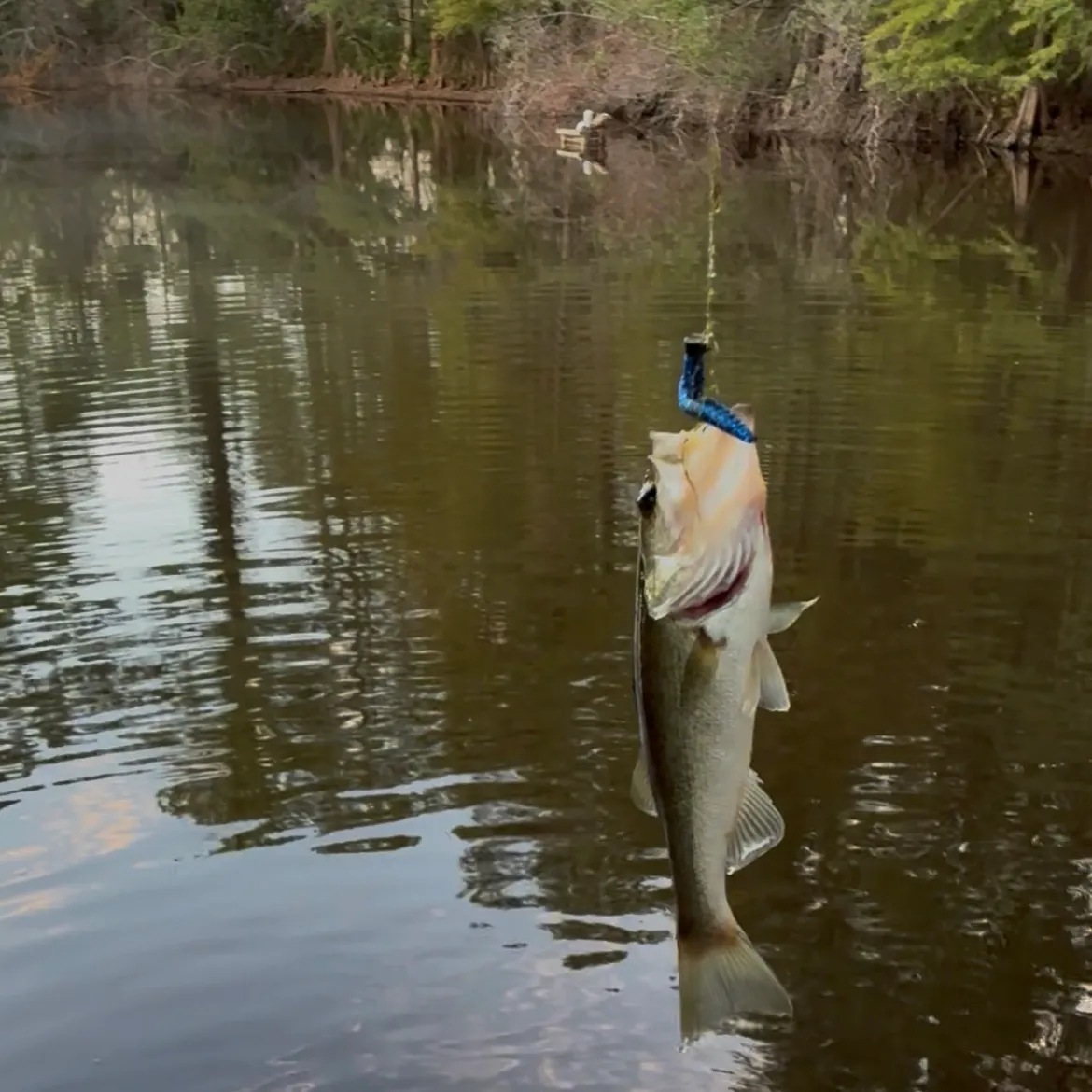Smallmouth bass caught on Fishbrain