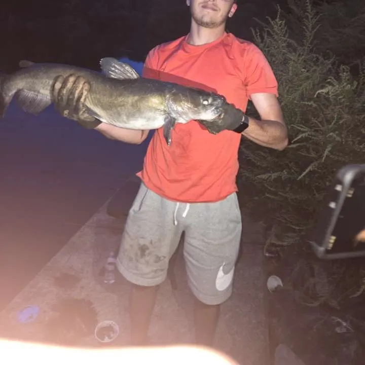 Channel catfish caught on Fishbrain