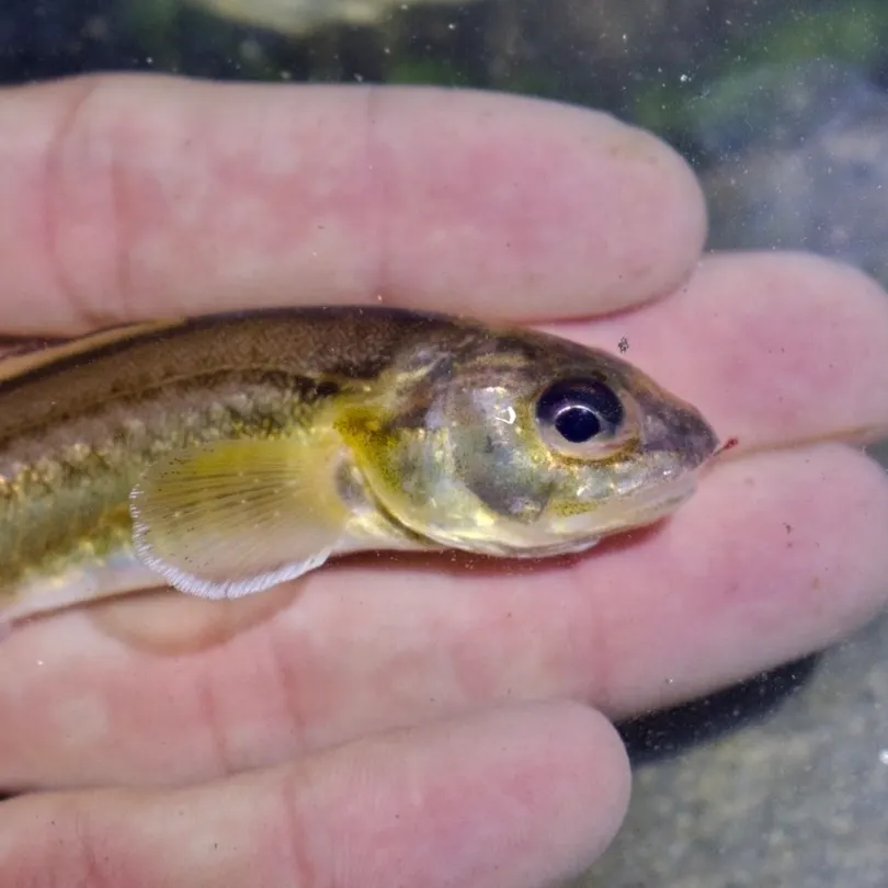 Striped cusk-eel caught on Fishbrain