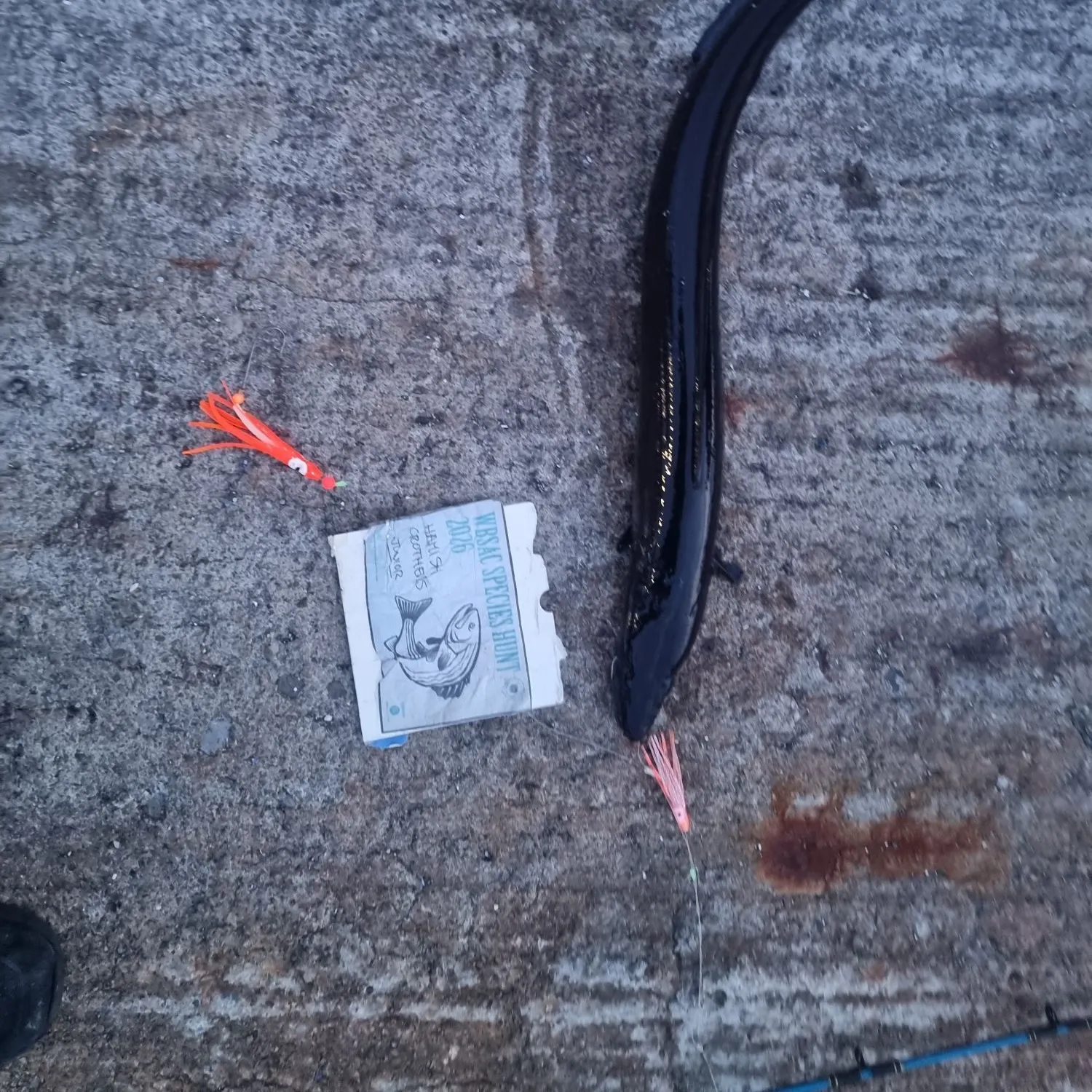 The most recent European conger catches on Fishbrain
