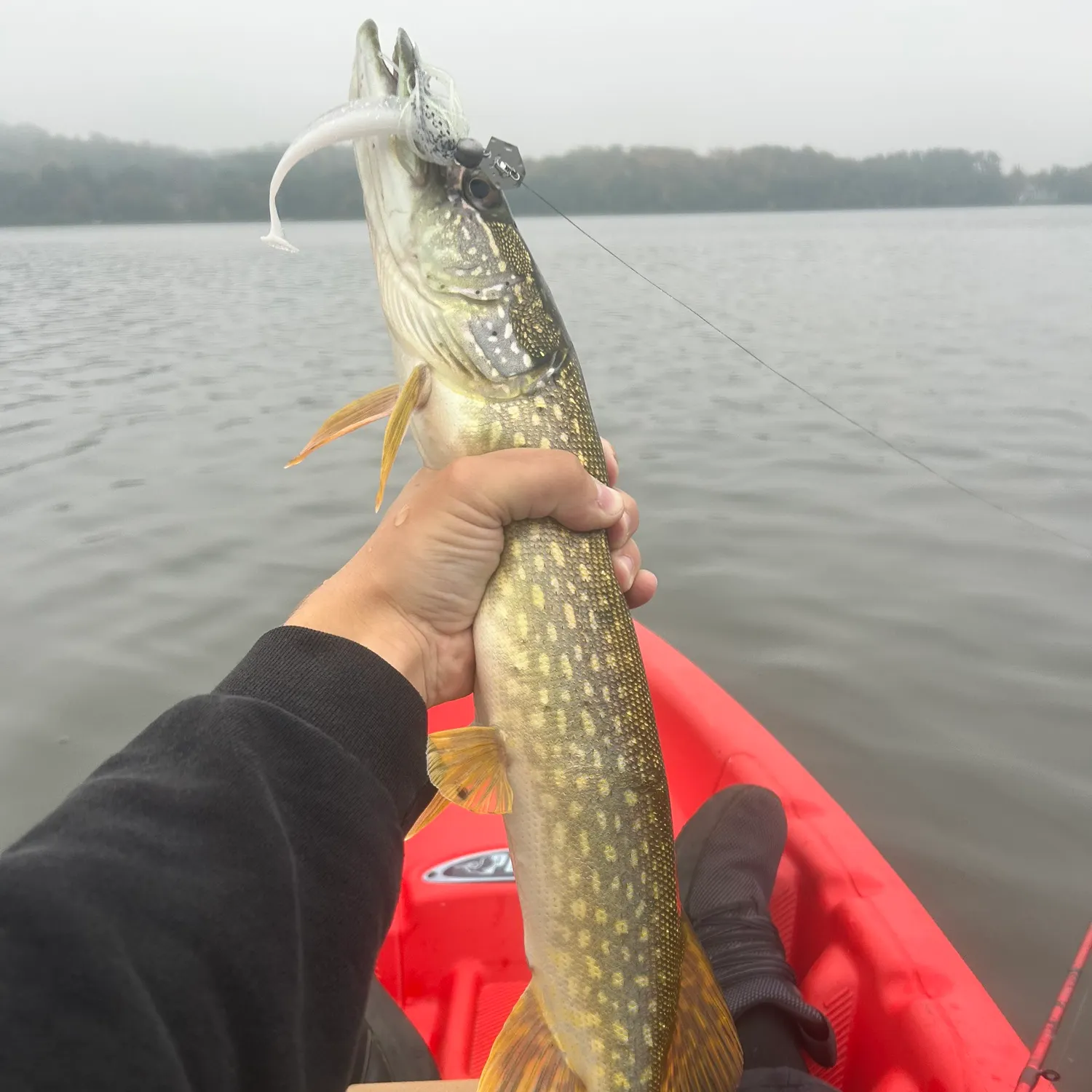 Northern pike caught on Fishbrain