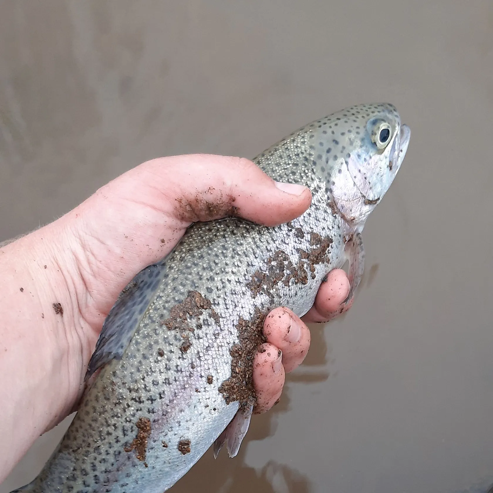 Rainbow trout caught on Fishbrain