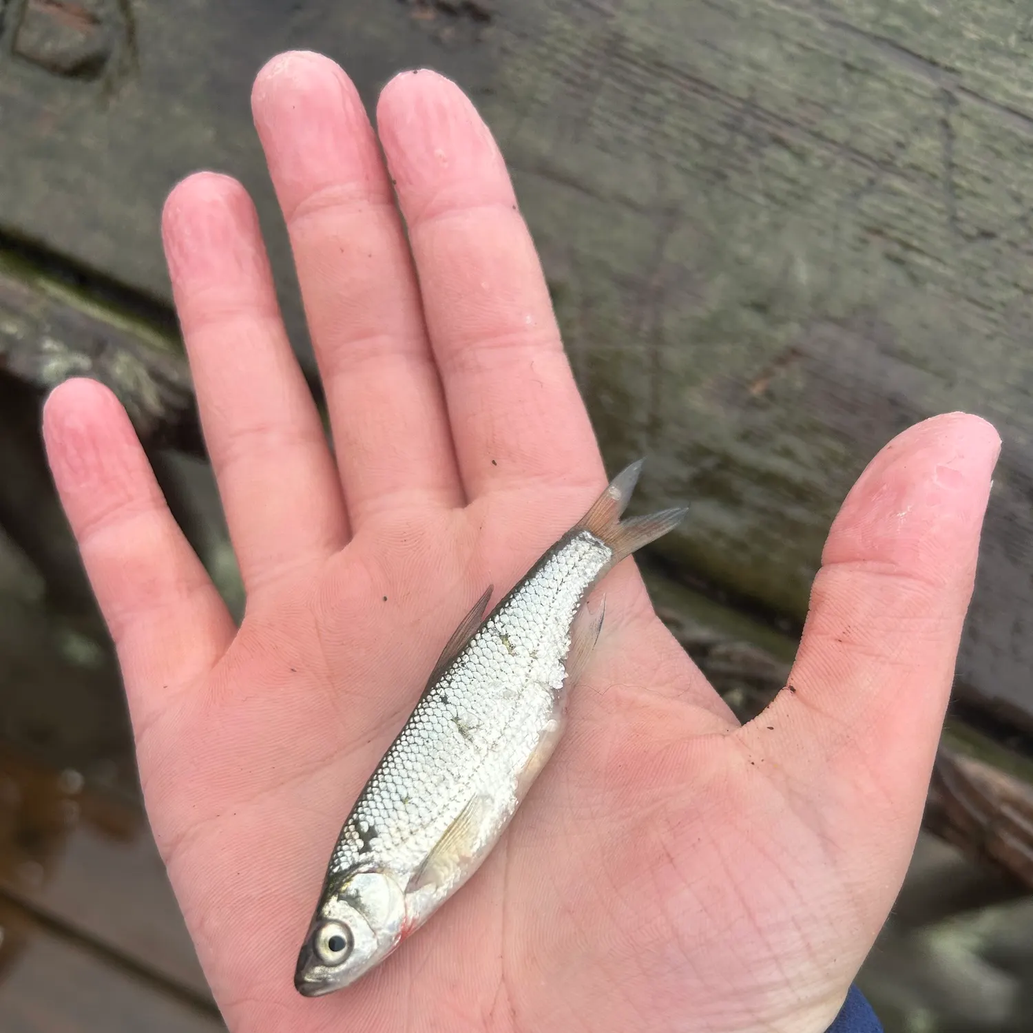 Lake whitefish caught on Fishbrain