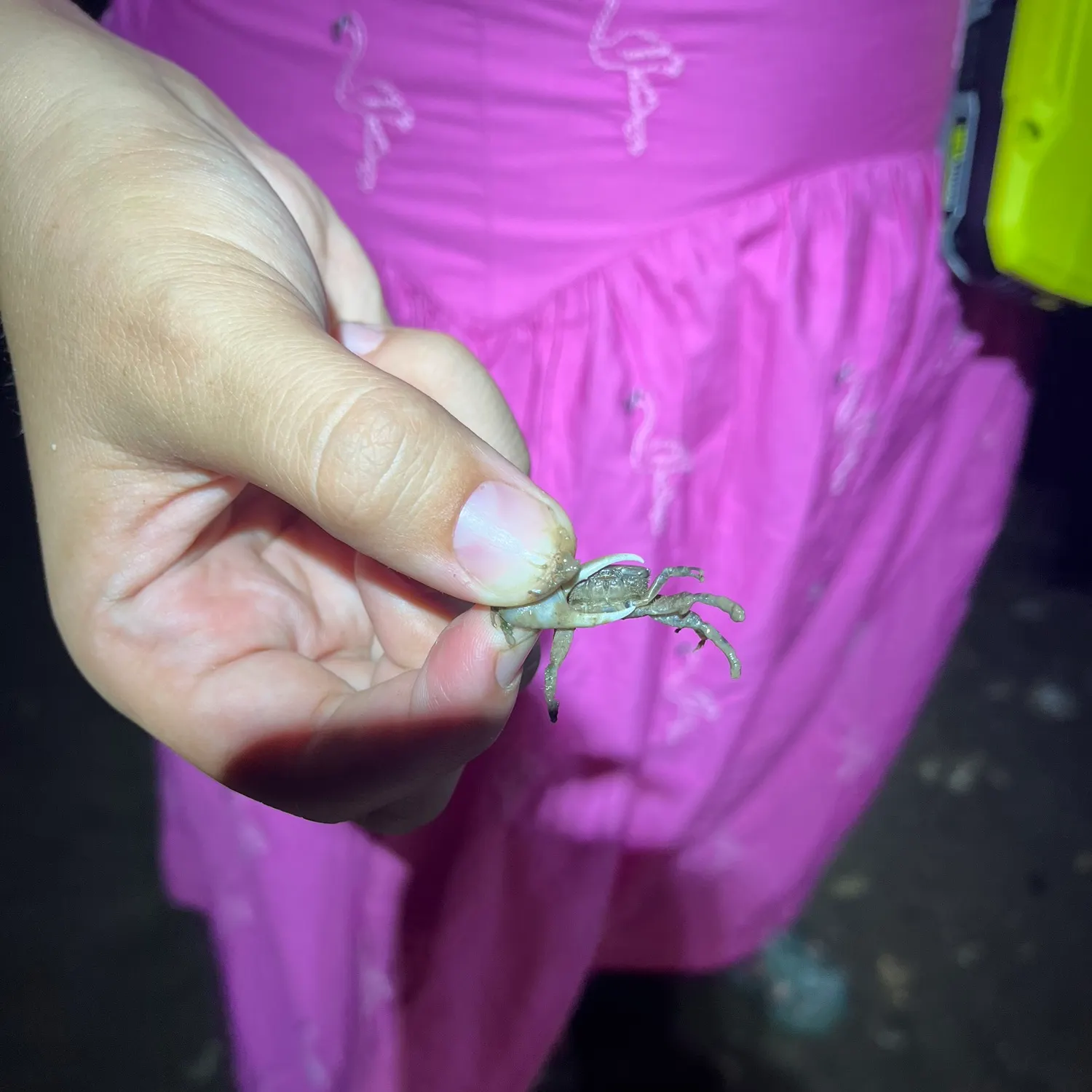 American lobster caught on Fishbrain