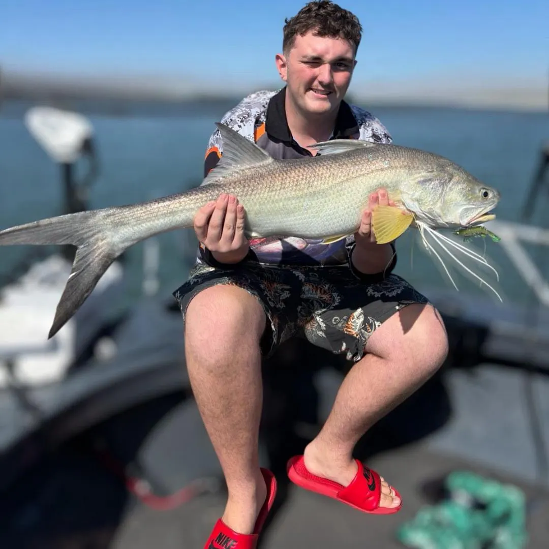 The most recent King threadfin catches on Fishbrain