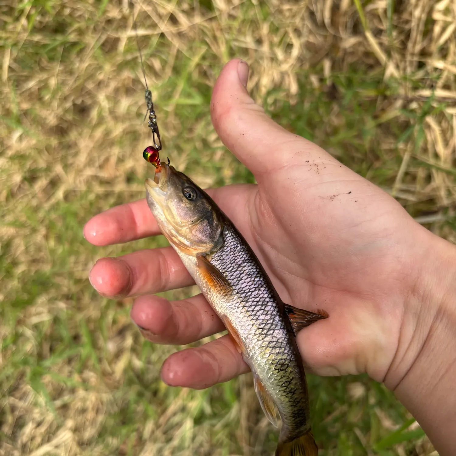 Creek chub caught on Fishbrain