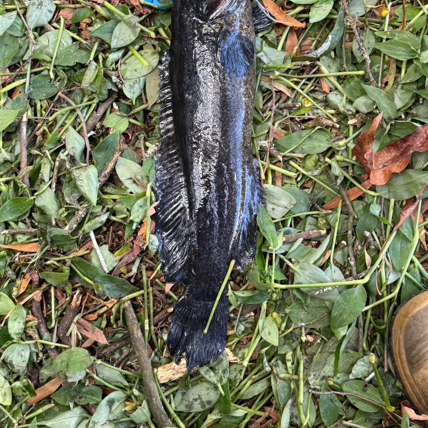 The most recent River blackfish catches on Fishbrain