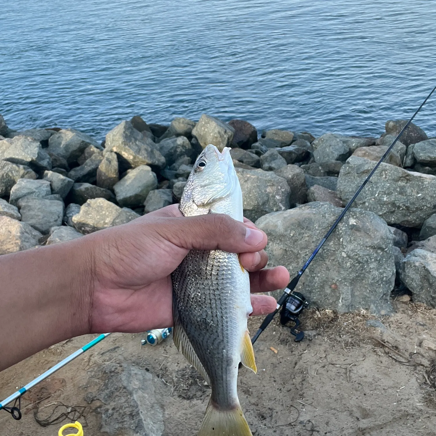 Yellowfin croaker caught on Fishbrain