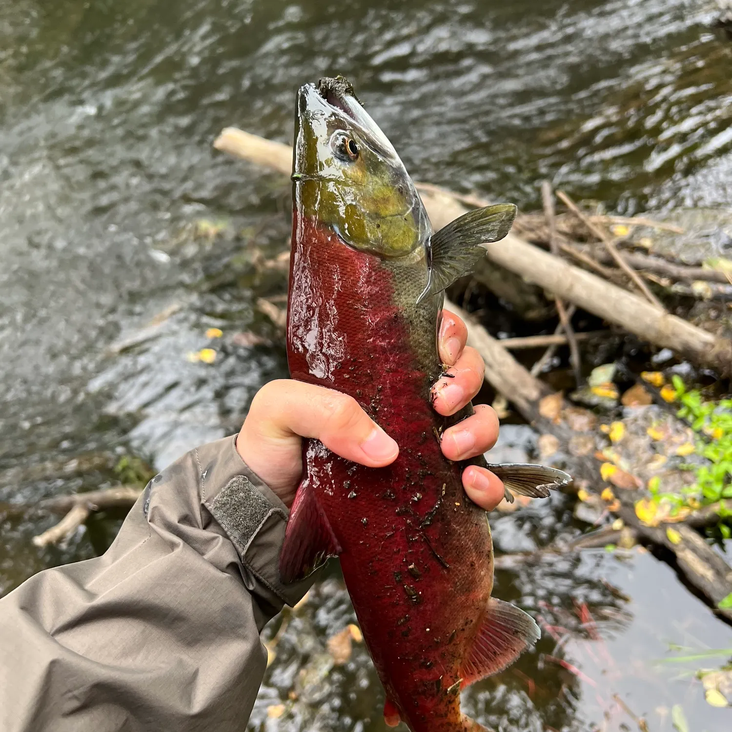 The most recent Sockeye salmon catches on Fishbrain