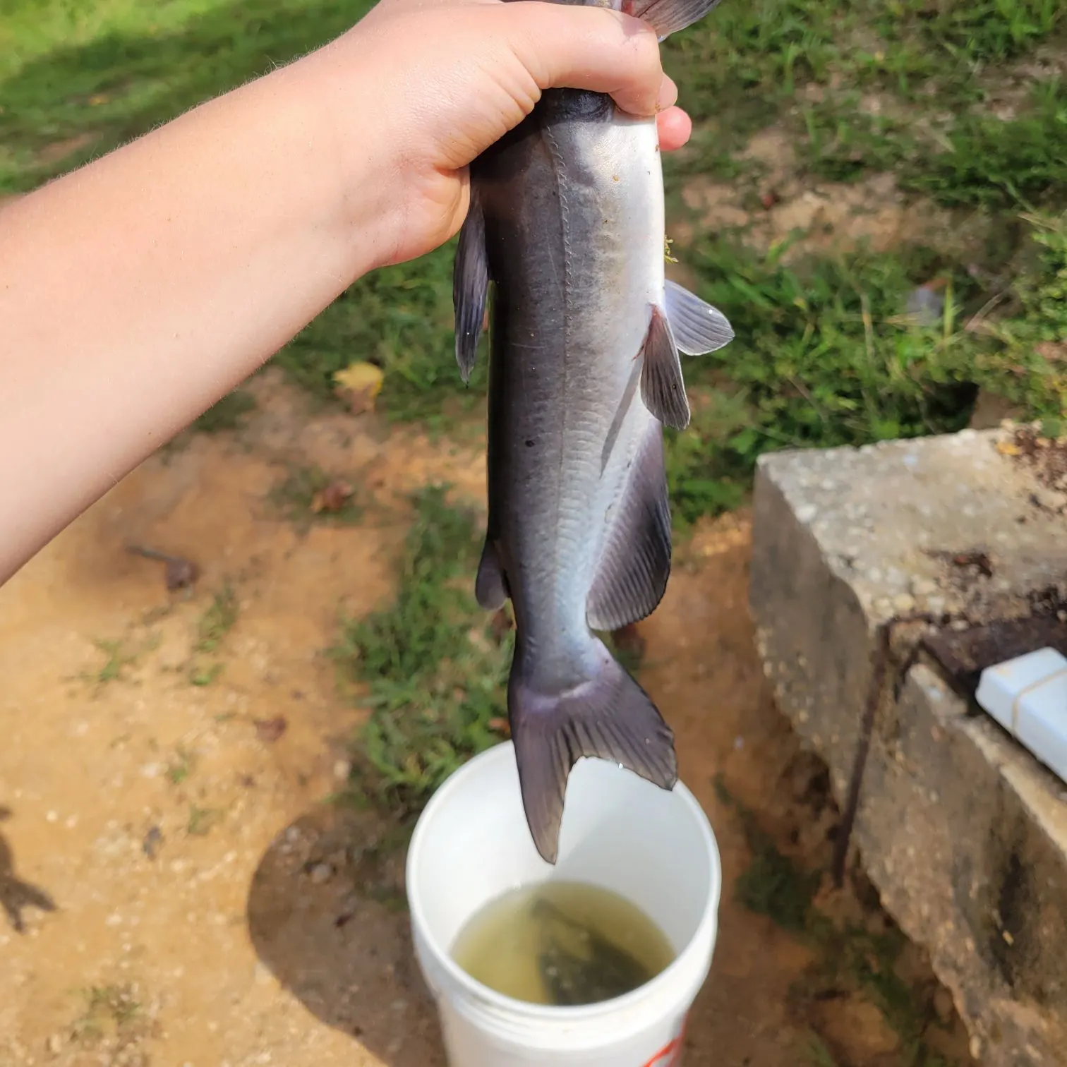Channel catfish caught on Fishbrain