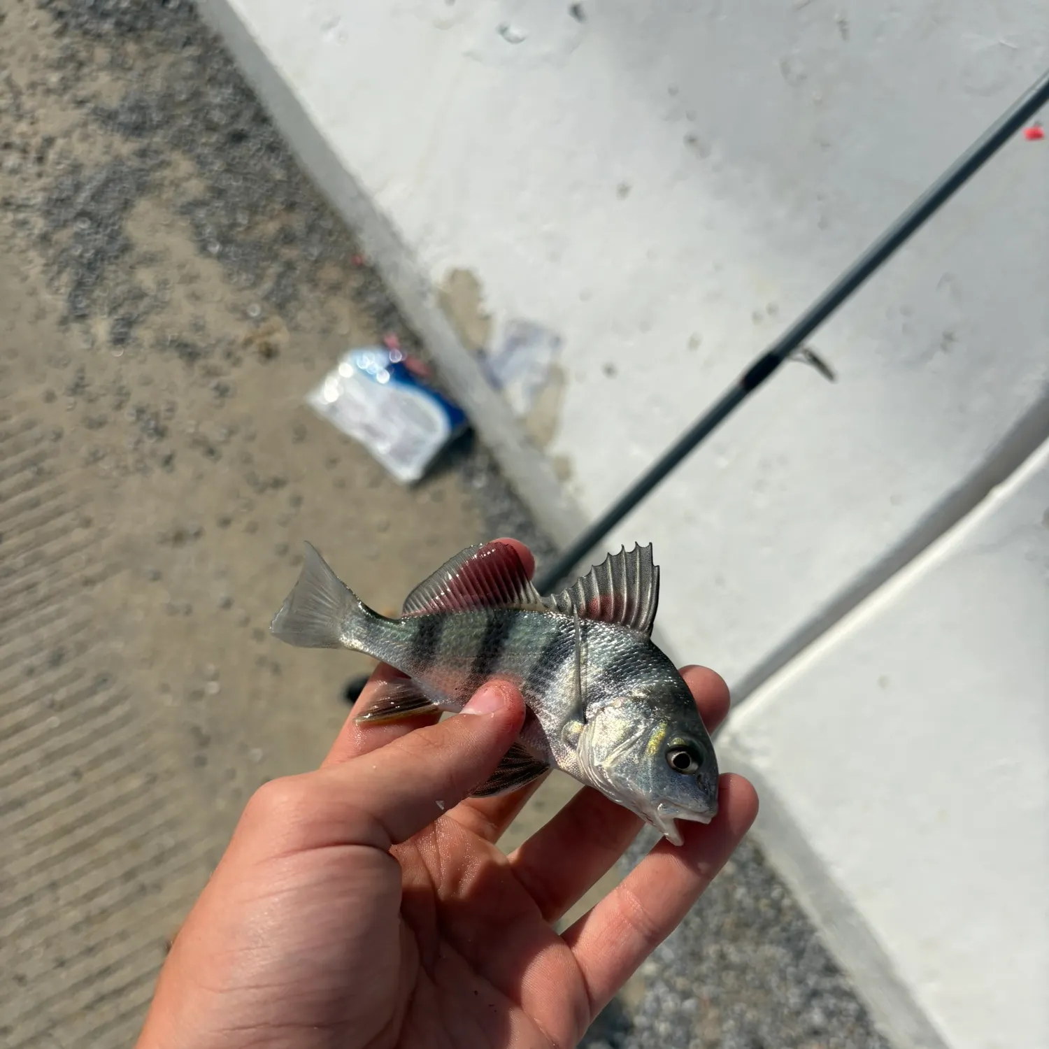 Black drum caught on Fishbrain