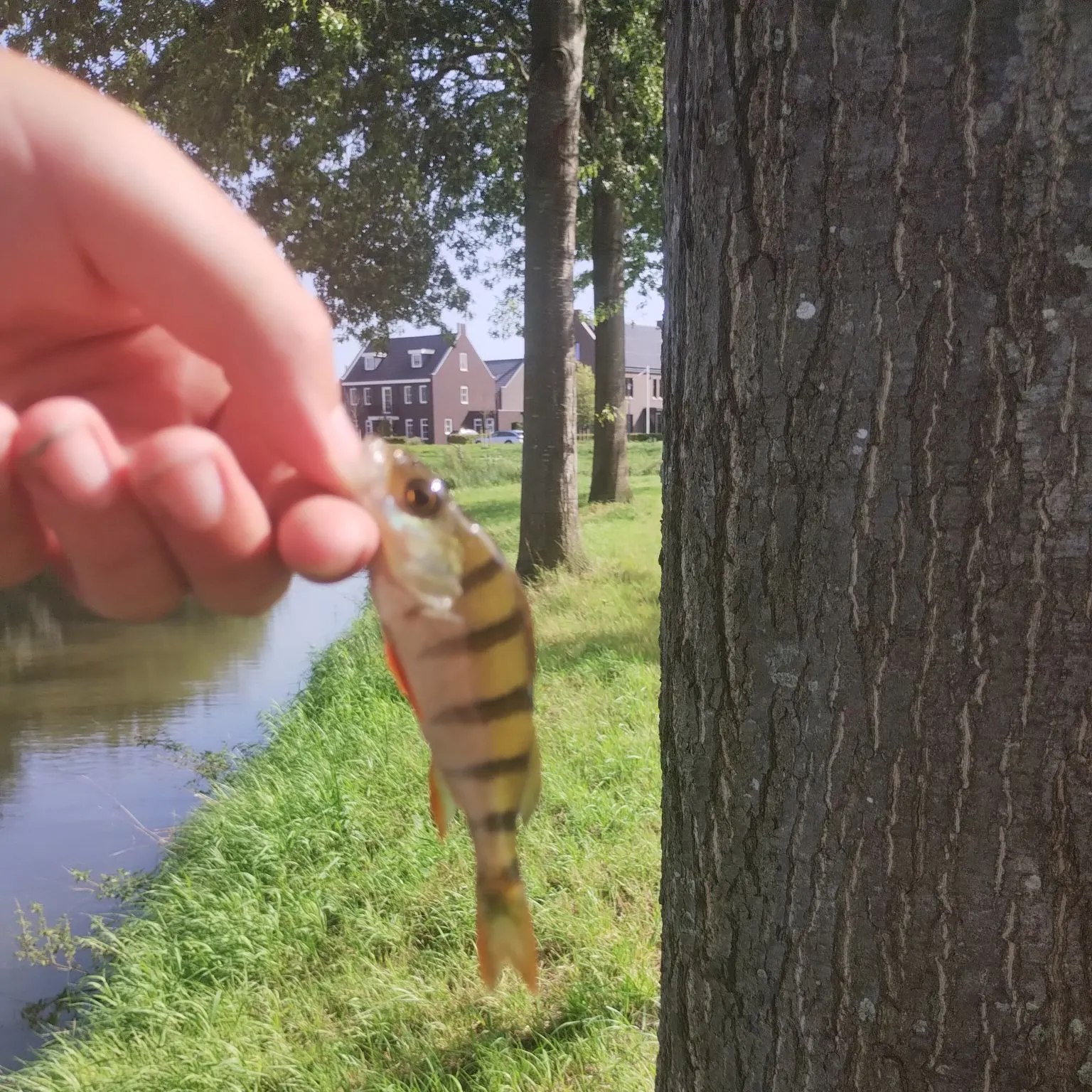 European perch caught on Fishbrain