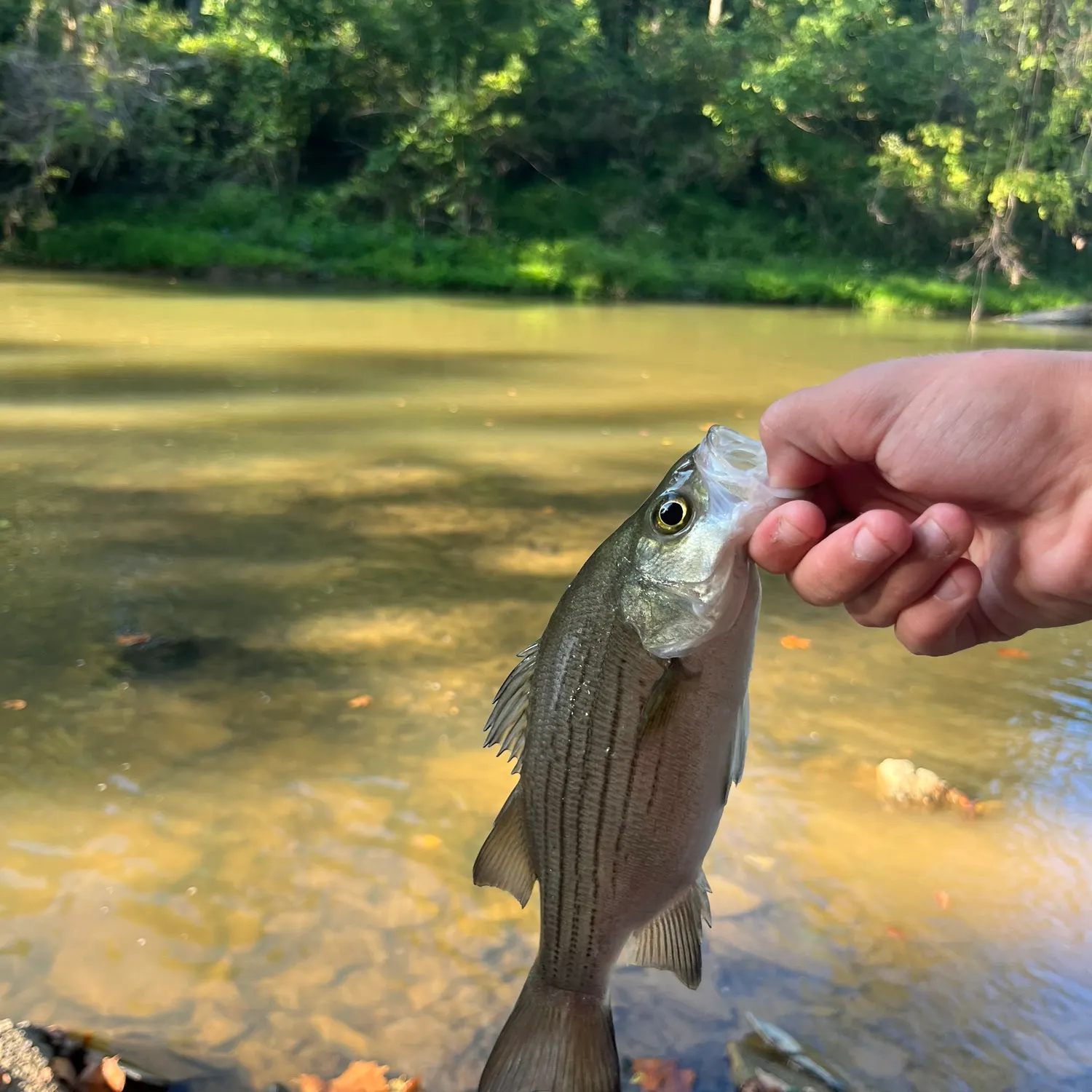 White bass caught on Fishbrain