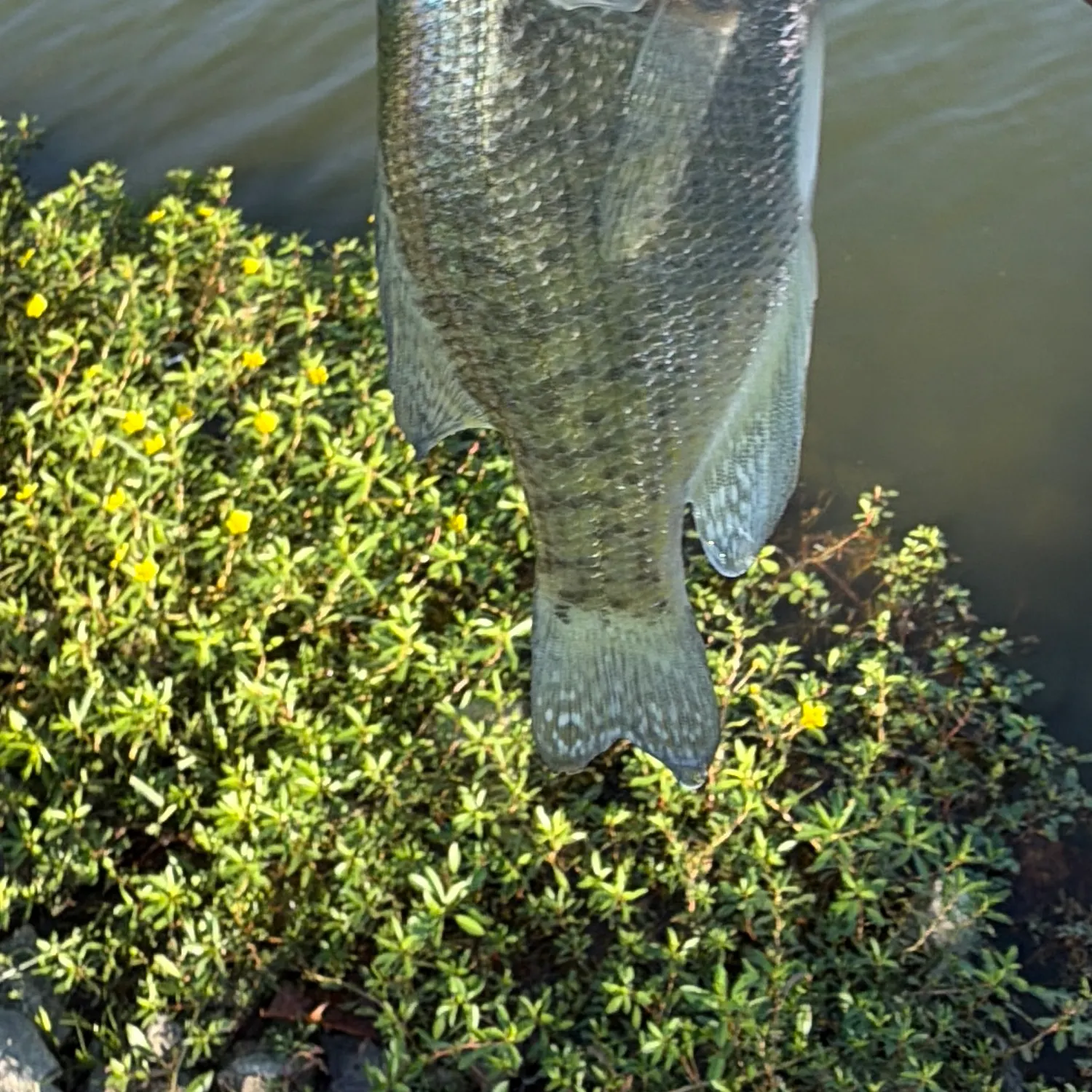 White crappie caught on Fishbrain