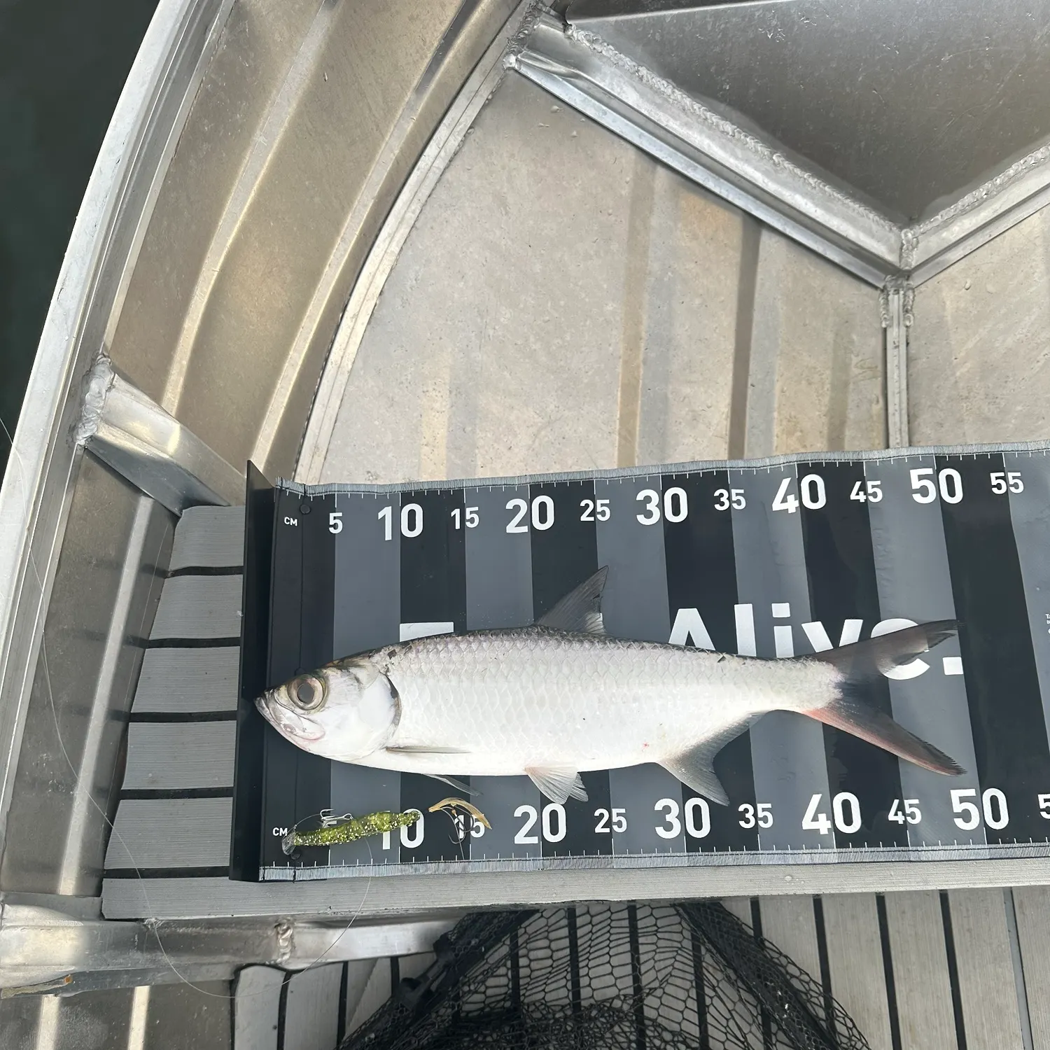 The most recent Indo-Pacific tarpon catches on Fishbrain