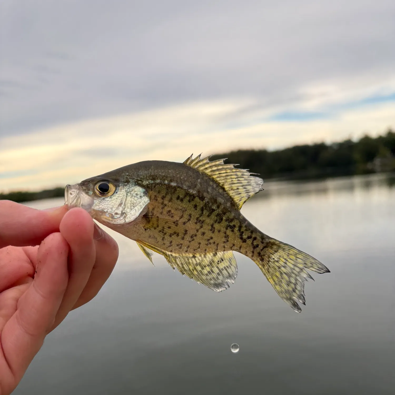 Black crappie caught on Fishbrain