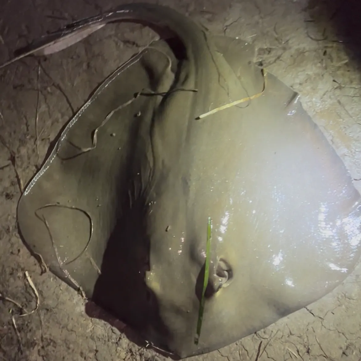 The most recent Diamond stingray catches on Fishbrain